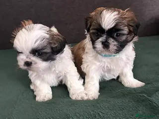 Shih Tzu dogs Shih Tzu - Advert 14