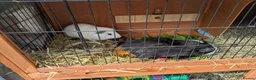 Guinea Pig rodents for sale: 2 male guinea pigs - free to a good home - Advert 5