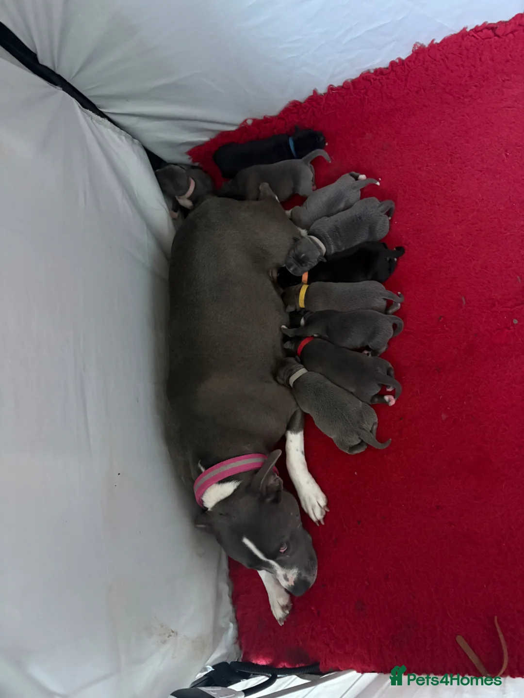 Staffordshire Bull Terrier dogs for sale: 10 stunning staffie pups ❤️ in Burnham-on-Crouch - Advert 1
