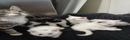 Mixed Breed cats for sale: White kittens  in Ipswich - Advert 5