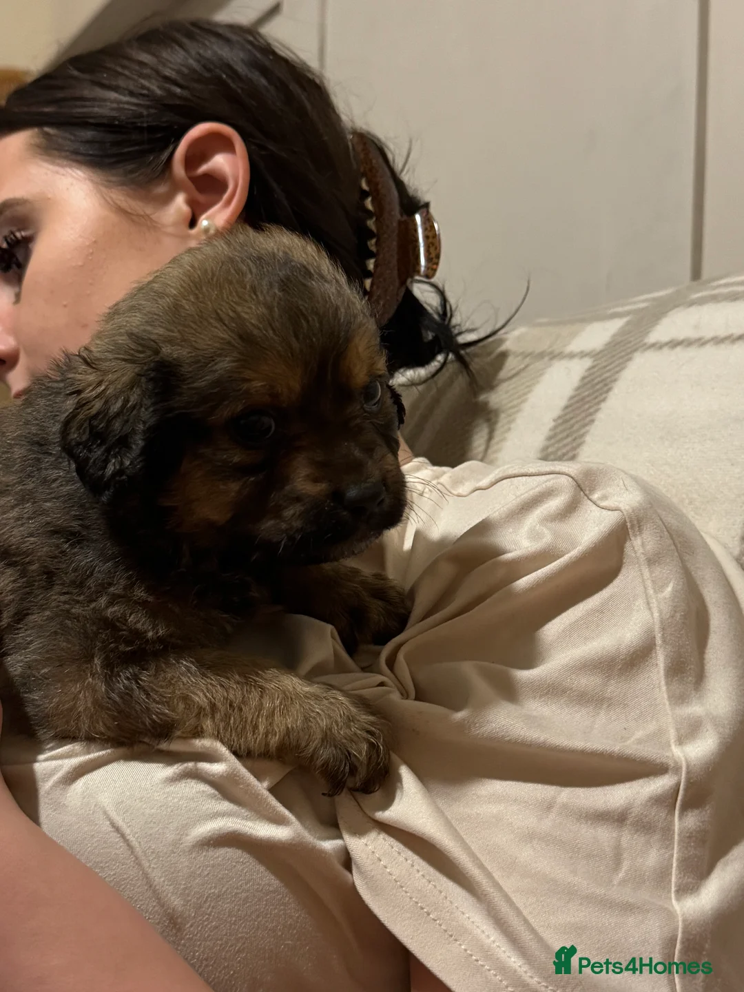 Mixed Breed dogs for sale: Rottweiler cross puppies - Advert 27