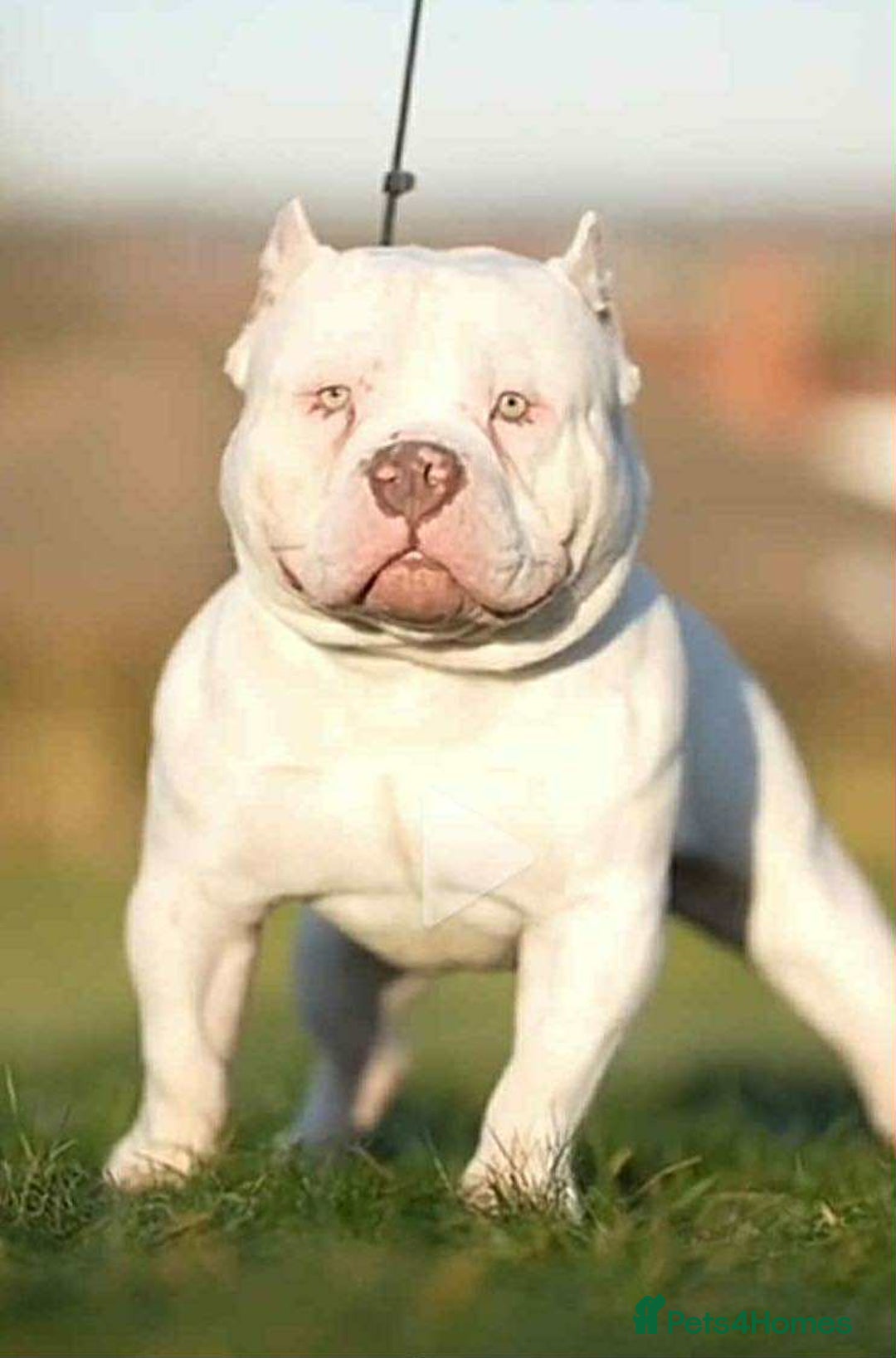 Mixed Breed dogs for sale: Frenchie x pocket bully male puppys - Image 8