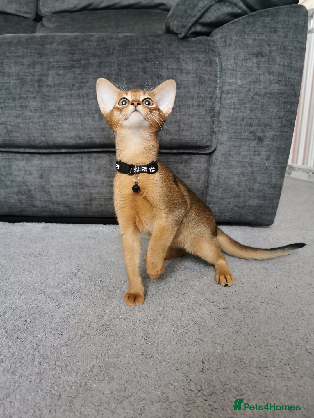 Abyssinian cats for sale: Ready now! Beautiful Abyssinians kittens❤️😍🤗 - Image 3