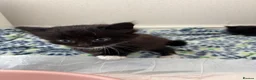 Domestic Shorthair cats for sale: Beautiful Black Female Kitten in Leeds - Advert 6