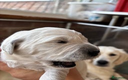 Golden Retriever dogs for sale: Kc reg golden retriever pups - Image 13
