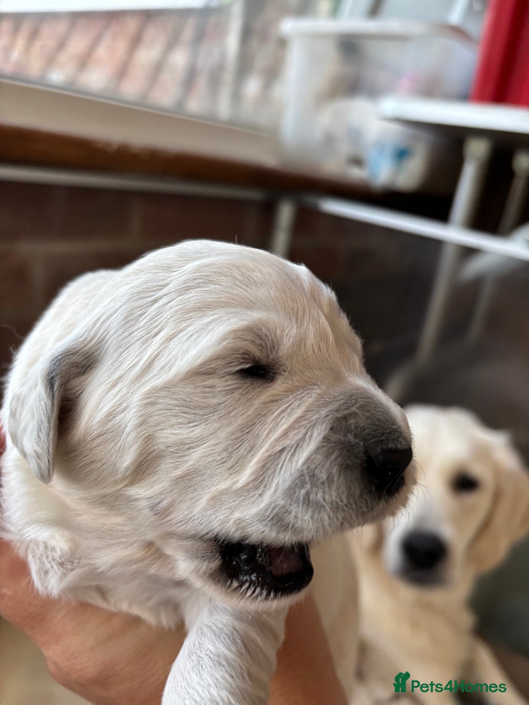 Golden Retriever dogs for sale: Kc reg golden retriever pups - Image 13