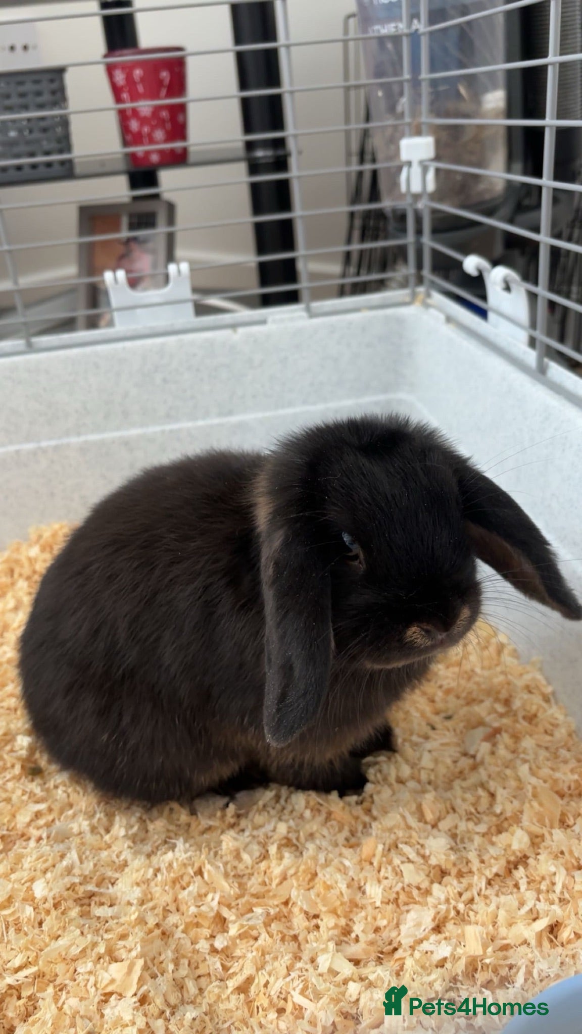 Mini Lop rabbits Mini lop for sale 4 months old - Advert 1