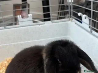 Mini Lop rabbits Mini lop for sale 4 months old - Advert 1