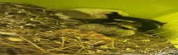 Guinea Pig rodents for sale: We have two litters of guinea pigs - Advert 18