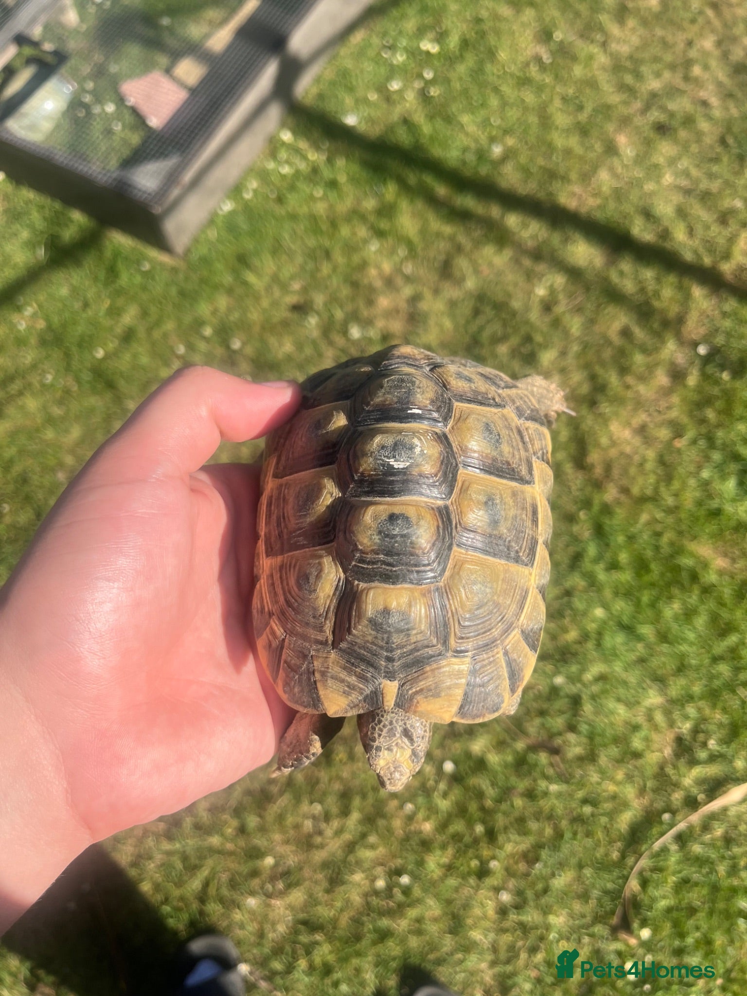 Tortoise reptiles Spur Thighed Tortoises  - Advert 4