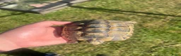 Tortoise reptiles for sale: Spur Thighed Tortoises  in Worthing - Advert 1