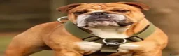 English Bulldog dogs for sale: STUNNING TRADITIONAL ENGLISH BULLDOG - Advert 8