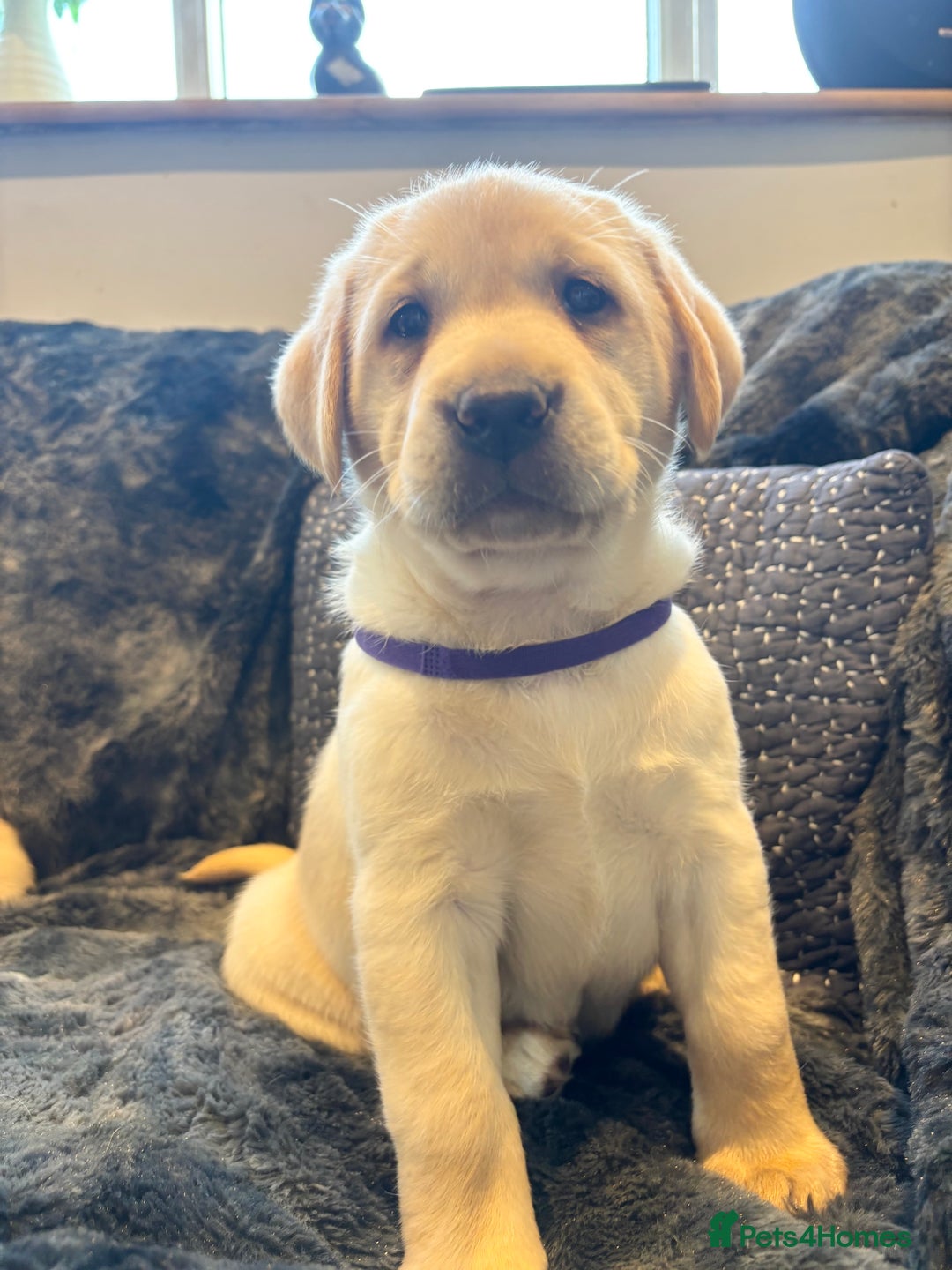 Labrador Retriever dogs for sale: Labradors  - Image 2