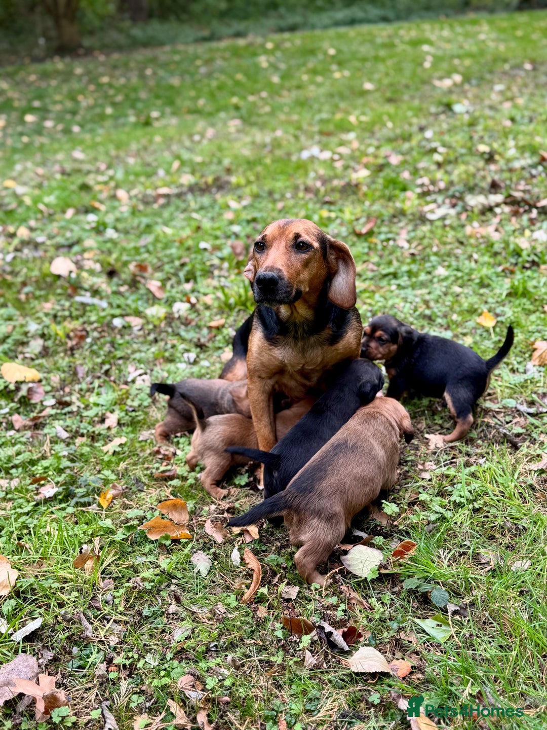 Mixed Breed dogs for sale: 🖤 BOLD Patterdale X  puppies 🖤 - Image 2