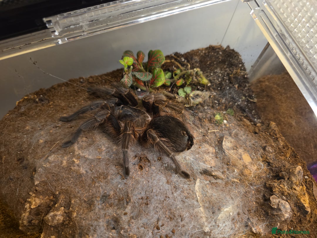 Tarantulas invertebrates for sale: Phormictopus atrichomatus Red Island Birdeater AF  - Advert 2