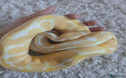 Python Snake reptiles for sale: Friendly Albino Royal Python and vivarium  - Image 1
