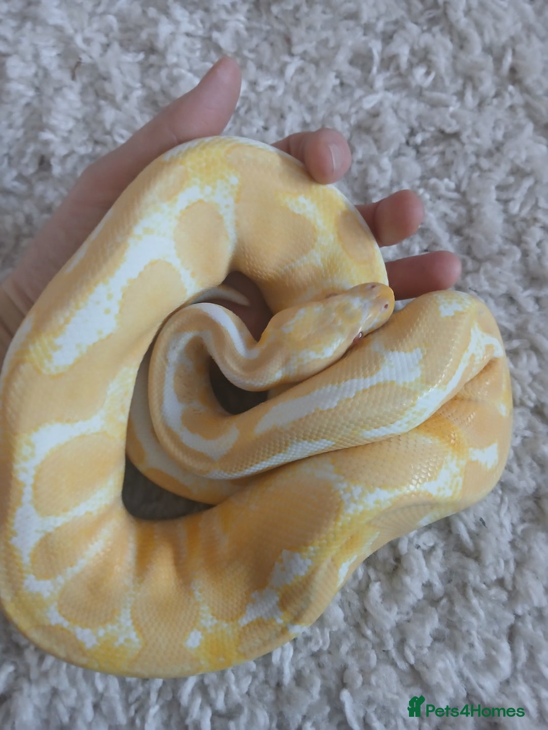 Python Snake reptiles for sale: Friendly Albino Royal Python and vivarium  - Image 1
