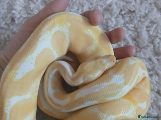 Python Snake reptiles - Advert 1