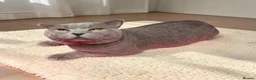 British Shorthair cats for sale: 🐾 Proven British Shorthair Male – For Sale 🐾 - Advert 4