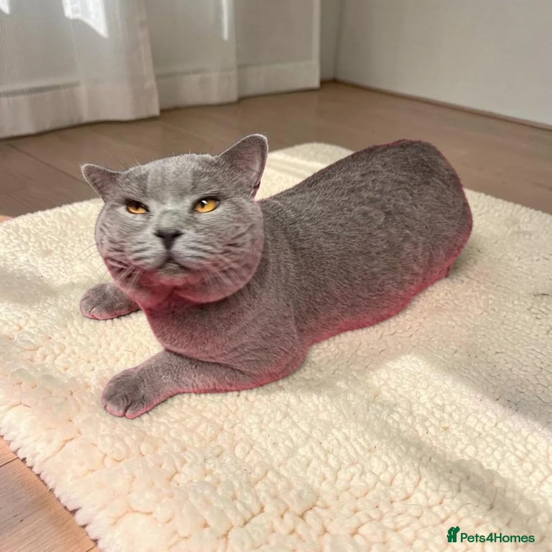 British Shorthair cats for sale: 🐾 Proven British Shorthair Male – For Sale 🐾 - Advert 4