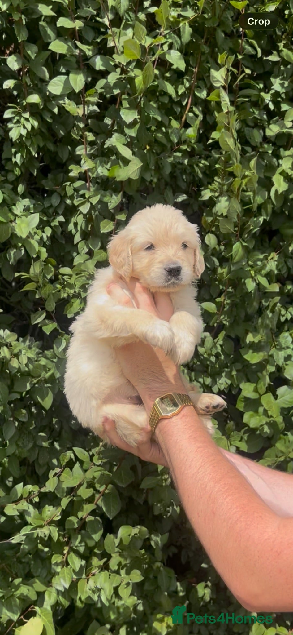 Golden Retriever dogs Golden retriever puppy’s - Advert 6