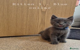 Mixed Breed cats for sale: Blue, dilute tortie, cream and black kittens - Image 1