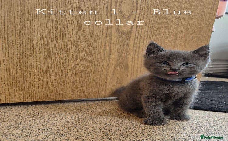 Mixed Breed cats - Advert 1
