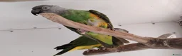 Conures birds for sale: Handreared conures, cockatiels, pair senegals in Wellingborough - Advert 3