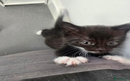 Domestic Shorthair cats for sale: Kittens - Image 6