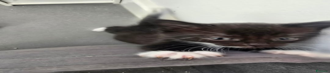 Domestic Shorthair Kitten 3