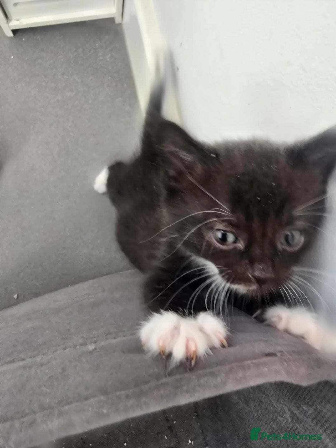 Domestic Shorthair cats for sale: Kittens - Image 6