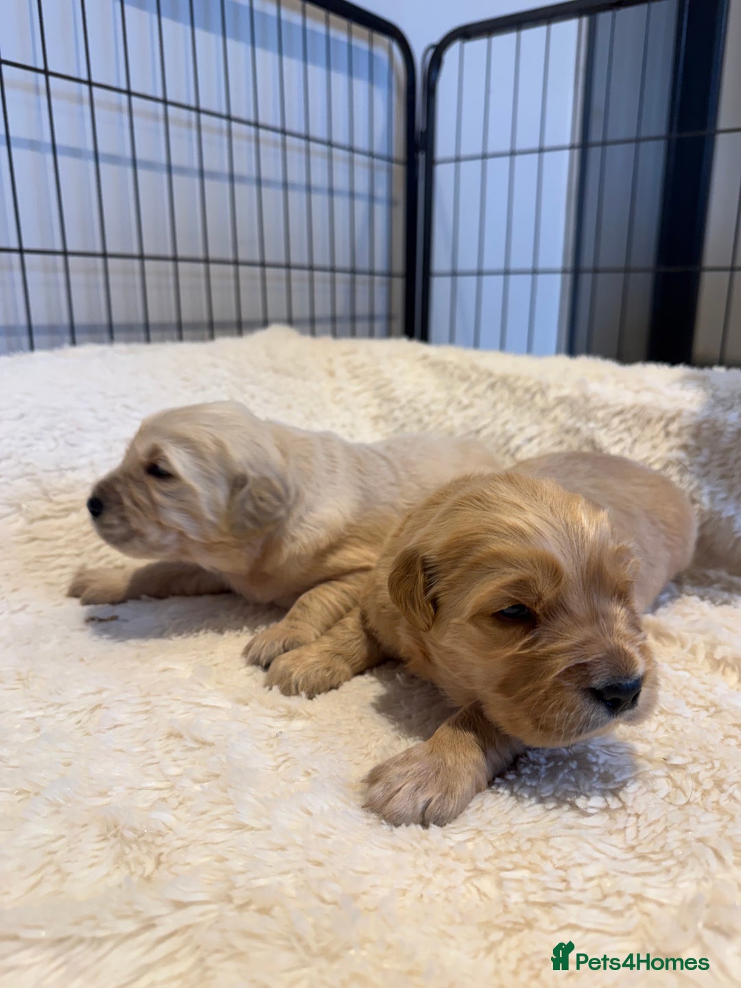 Golden Retriever dogs for sale: Gorgeous KC Golden retrievers  - Advert 13