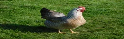 Chickens poultry for sale: Silver Bielefelder Hatching Eggs x 6 - Advert 4
