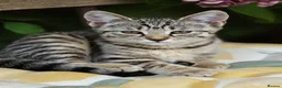 Mixed Breed cats for sale: Little darlings looking for loving homes - Advert 4