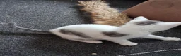 Mixed Breed cats for sale: Kittens 4 sale - Advert 7