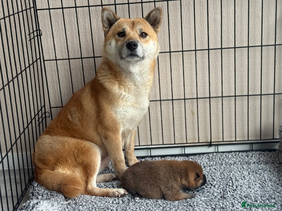 Japanese Shiba Inu dogs for sale: Adorable Japanese Shiba Inu Puppy Little Sunshine  - Image 17
