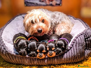 Yorkiepoo dogs GENUINE F1 YORKIEPOO PUPPIES - Advert 1