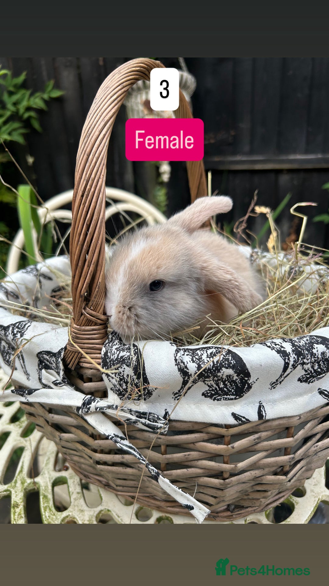 Mini Lop rabbits for sale: Baby Rabbits (ready to reserve) - Image 3
