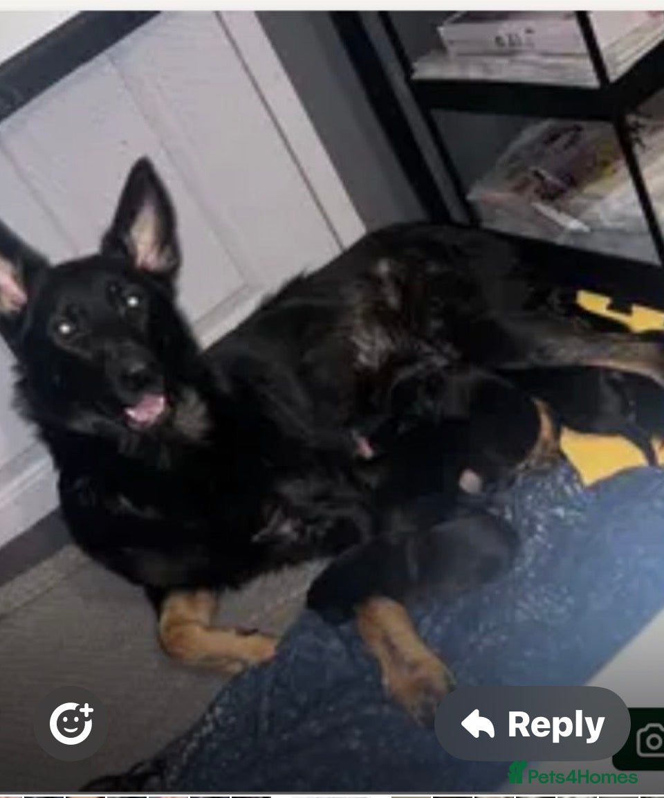 German Shepherd dogs 11 beautiful German shepherd pups  - Advert 4