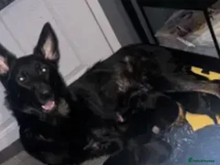 German Shepherd dogs 11 beautiful German shepherd pups - Advert 4