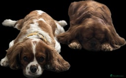 Cavalier King Charles Spaniel dogs for sale: Champion line Cavalier Pups -  **Waiting List** - Image 4