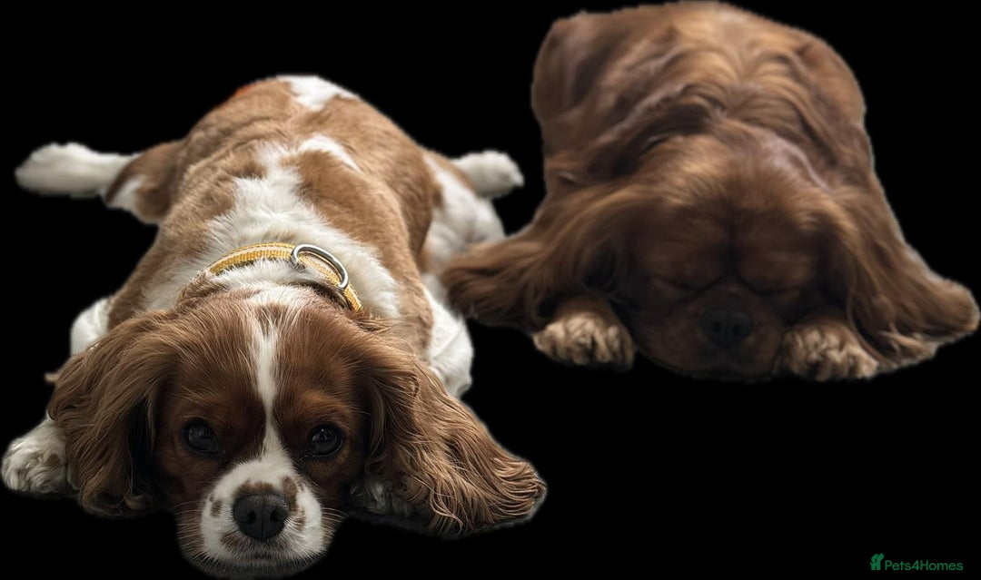 Cavalier King Charles Spaniel dogs for sale: Champion line Cavalier Pups -  **Waiting List** - Image 4