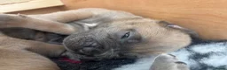 Cane Corso dogs for sale: Stunning Cane Corso puppies - only litter from mum - Advert 19