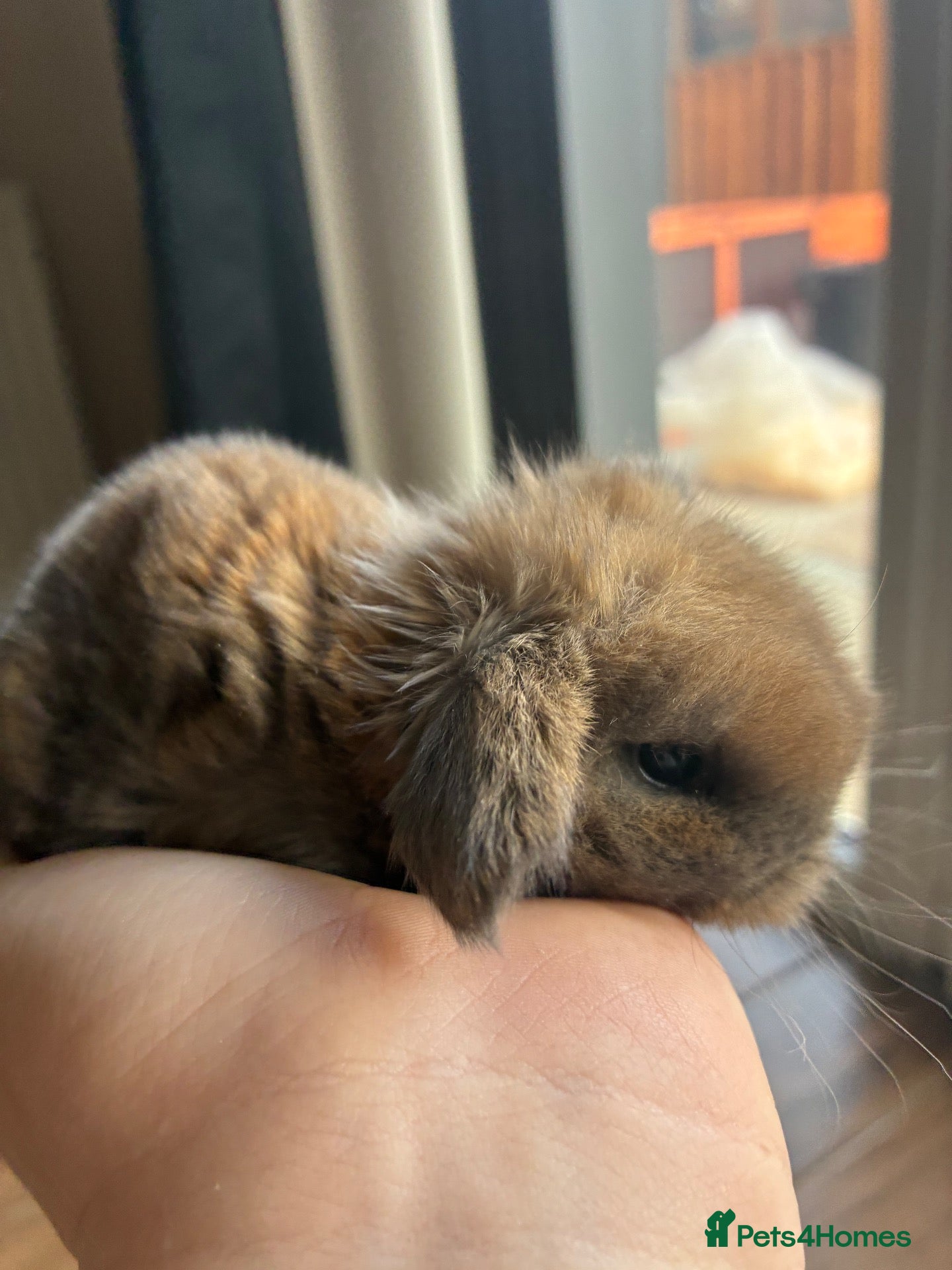 Mini Lop rabbits for sale: Purebred mini lop baby bunnies  - Advert 7