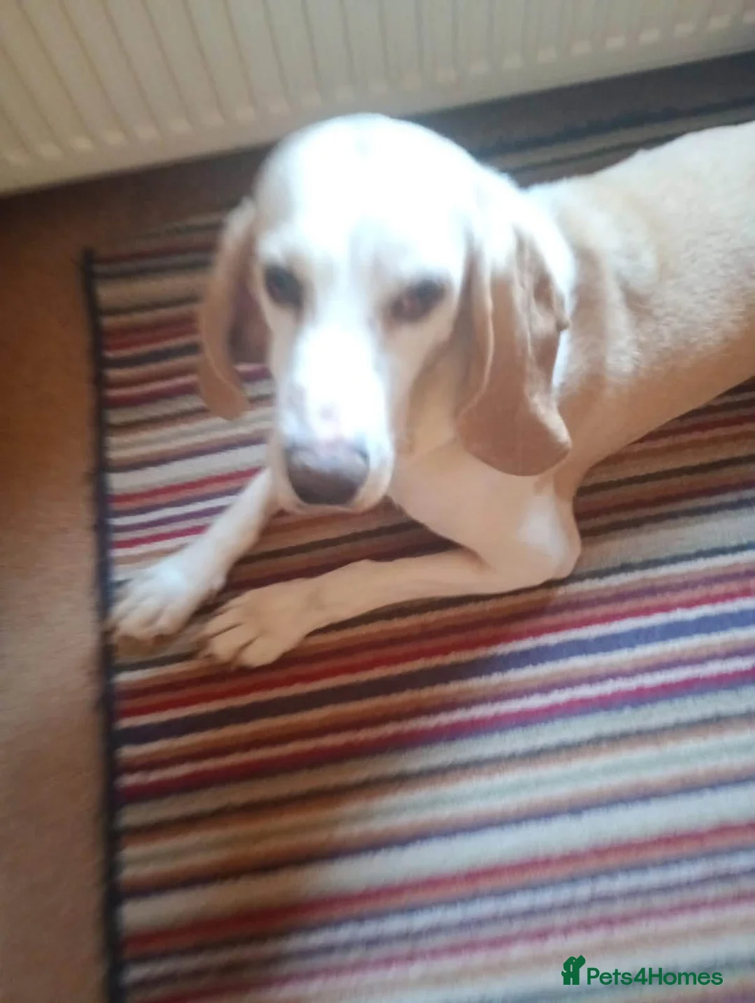 Mixed Breed dogs for adoption: Roma - Sabueso (Spanish Hound)  - Advert 3