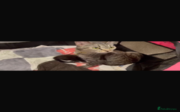 Ragdoll cats for sale: Gorgeous ❤️Bengal-Ragdoll Mix Kitten – £200 Today - Image 3