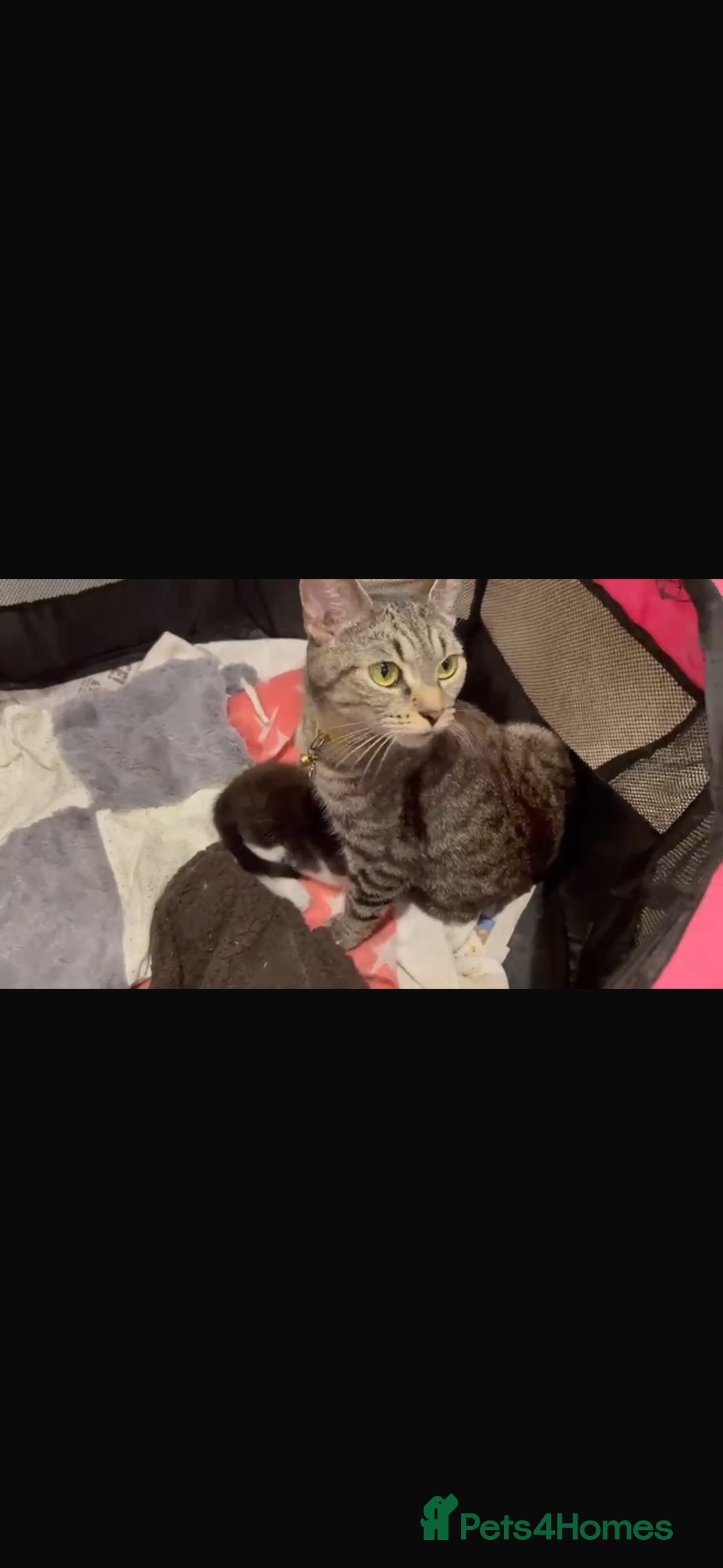 Ragdoll cats for sale: Gorgeous ❤️Bengal-Ragdoll Mix Kitten – £200 Today - Image 3