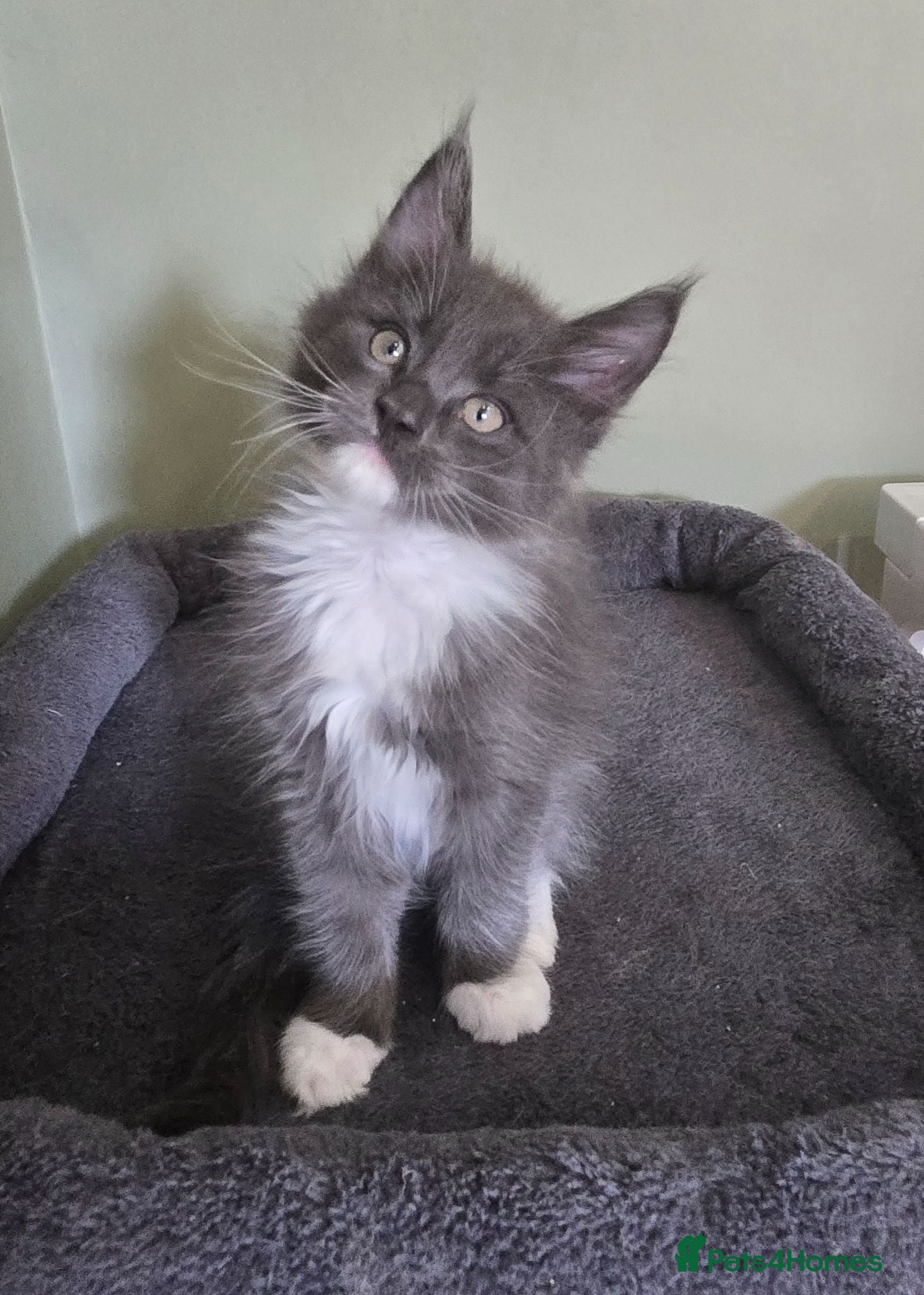 Maine Coon cats GCCF Registered Maine Coon Kittens  - Advert 11