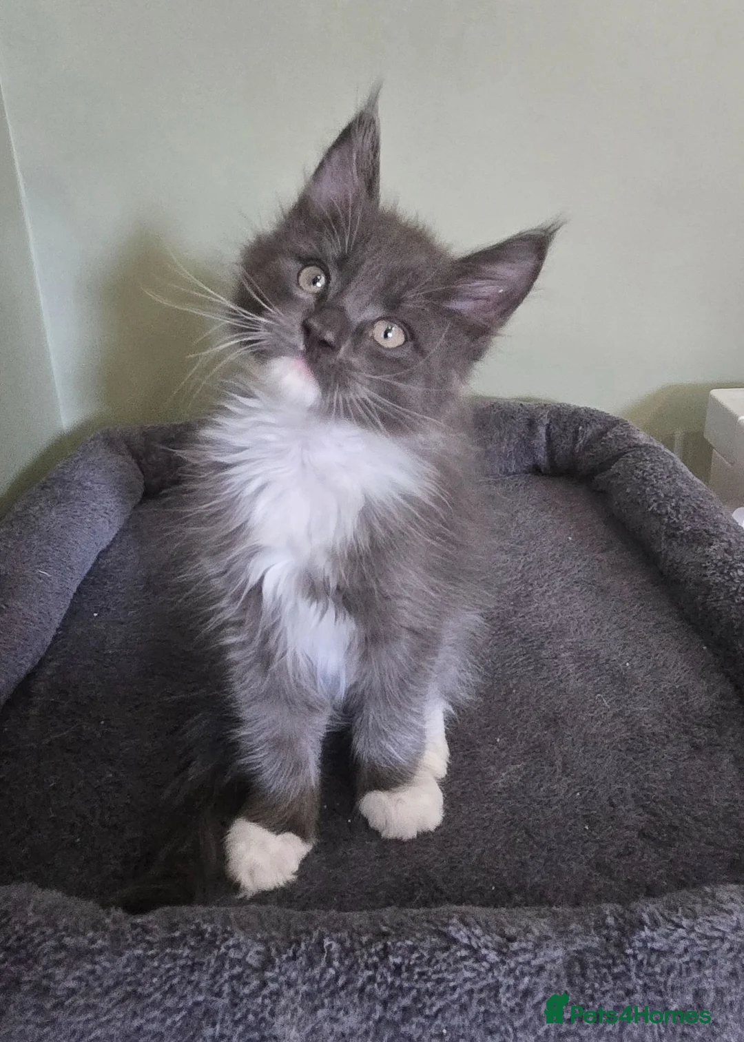 Maine Coon cats for sale: GCCF Registered Maine Coon Kittens  - Advert 1