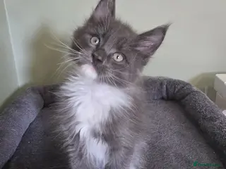 Maine Coon cats GCCF Registered Maine Coon Kittens - Advert 11